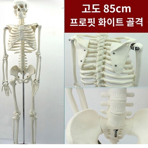 해부학 전신 인간 골격 의료 고급 교육 골격은 움직임, 85cm 높이의 흰색 스켈레톤 모델