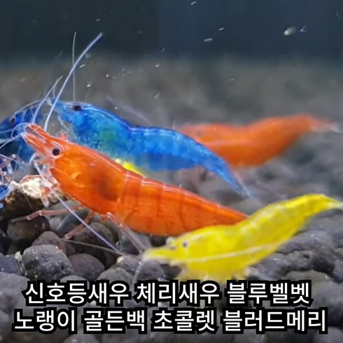 [안전배송] 신호등새우 블러드메리 골든백 블루벨벳 초콜렛 사쿠라 기본세트 고급세트 12마리