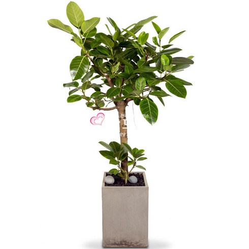 개업화분돈나무꽃배달 TOP01