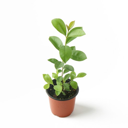 갑조네 구아바 나무 과일나무 과실수 유실수 키우기, 1개