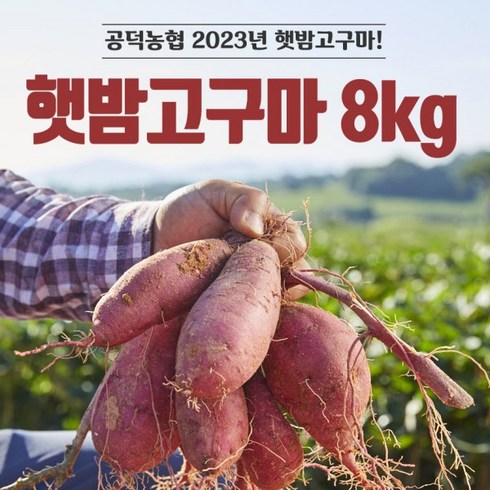 농협 2023 김제 햇 밤고구마(8kg*1박스), 1