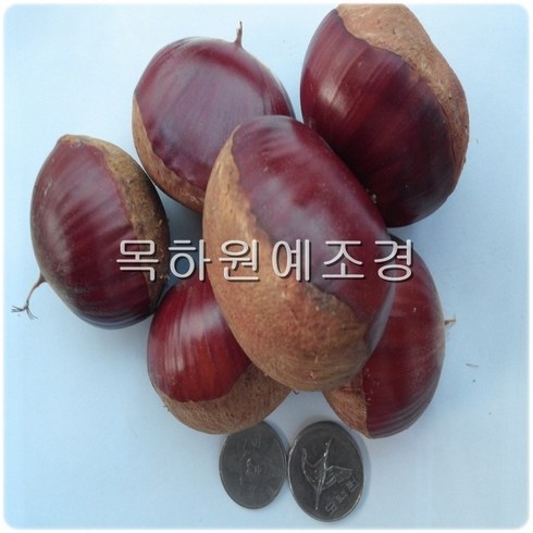 밤나무묘목 TOP01