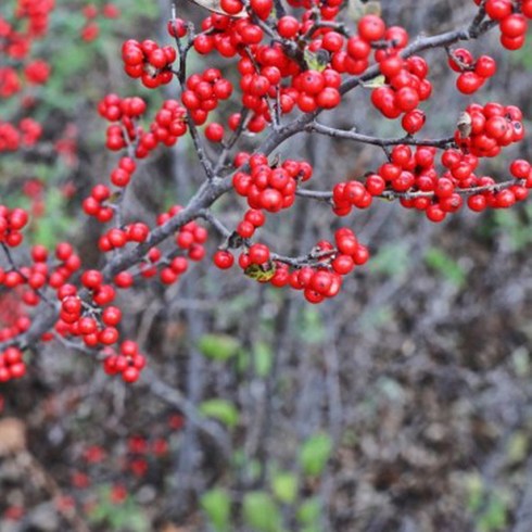 2023년 가성비 최고 낙상홍 - 낙상홍나무 묘목_5주 H80cm, 본품