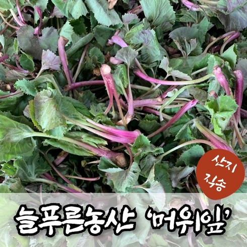 (늘푸른NS) 봄나물 노지재배, 1박스, 머위잎 500g