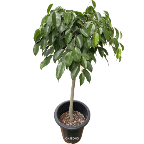 킹 벤자민 외목대 110cm 온정, 1개