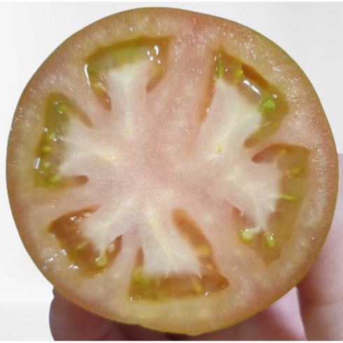 [고당도고품질] 농장직송 대저 짭짤이 토마토, 1박스, 2.5kg(짭짤이 L 대과)