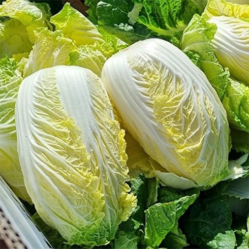 자연맛남 [자연맛남] 해남직송 알배추(쌈배추) 4kg (4-6통), 1박스