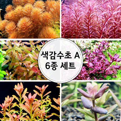 (수초) 색감수초A 6종세트, 단품