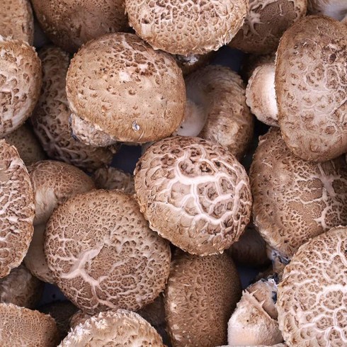  담우 건나물버섯 3종세트  - 국내산 산지직송 무농약 생 표고버섯 1kg 선물세트(3종), 생표고버섯 1kg(중), 1개