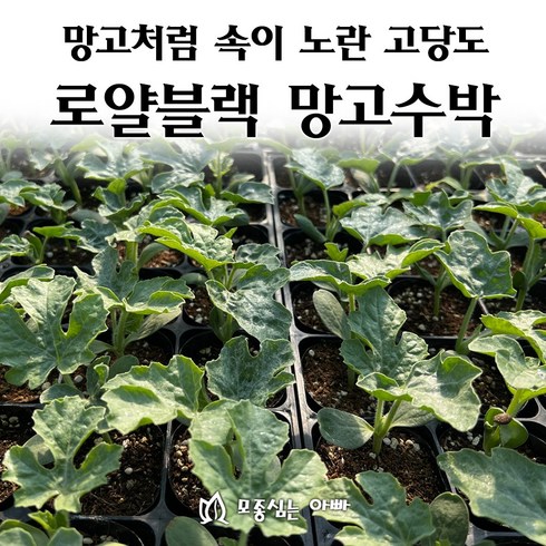 수박모종 - [모종심는아빠] 망고처럼 속이 노란 고당도 로얄블랙 망고수박, 1컵, 1개