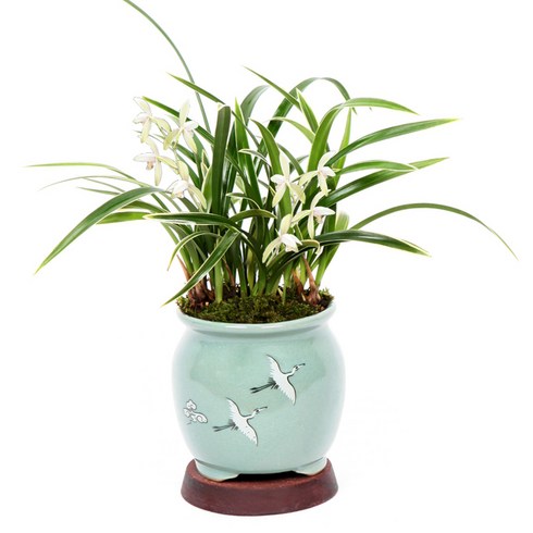 선물용 난 분재 승진 취임 영전 동양란 서양란 꽃배달 소나무분재 개업화분 축하화분 공기정화식물 생일선물, 청자운학-대성관, 1개