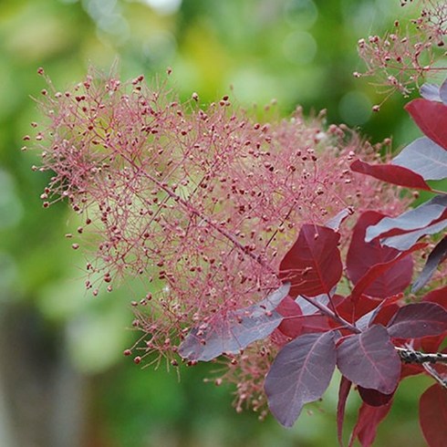 자엽안개나무 - 자엽안개나무 묘목 로얄퍼플 릴라, 1. 로얄퍼플 P9(9cm)포트, 1개