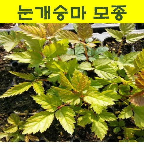 눈개승마모종 - 눈개승마모종 20개/삼나물모종 wj54, 20개