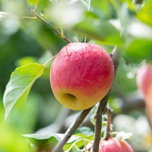 초특가 7월중단한번 - [물가안정] 가정용 못난이 사과, 1개, 5kg