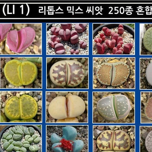 리톱스 나라 씨앗, (LI 1) 리톱스 믹스 씨앗 400립, 1개