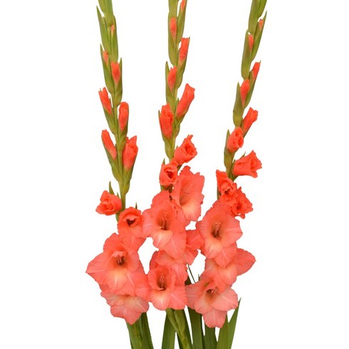 글라디올러스 TOP01