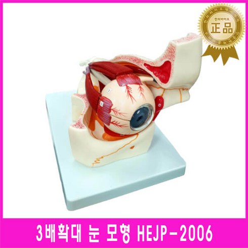 눈의구조 TOP01