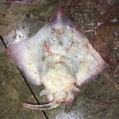 흑산도 홍어 가격 - 흑산도어부 흑산도 홍어 (산지직송), 5kg(암치-안삭힘), 1개