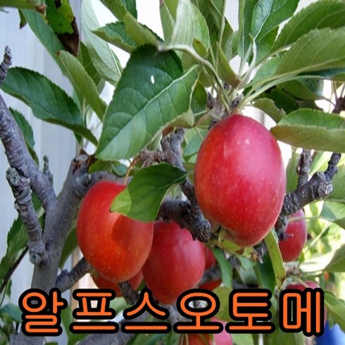 미니사과묘목 TOP01