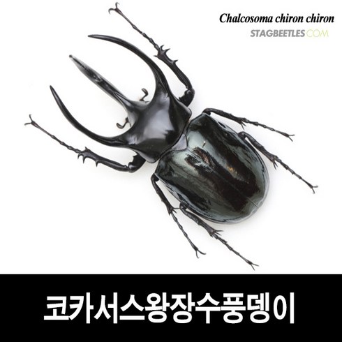 곤충표본 TOP01
