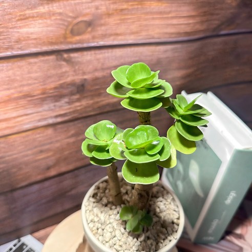 녹비단 다육이 재물운 행운 나무 다육식물 키우기쉬운 인테리어 식물, 식물만, 식물만, 1개 
원예/가드닝