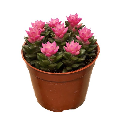 [OKㅣ강추] 취설송 1개 핑크 다육이 선인장 공기정화 반려식물 [OKNOWㅣ추천상품]