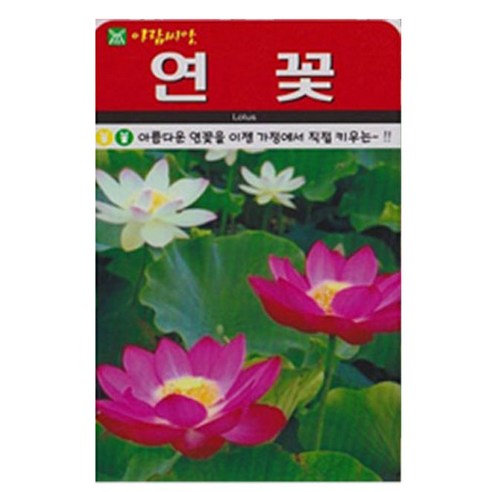 저스틴앤클로이 연꽃 고급꽃씨 10립, 1개