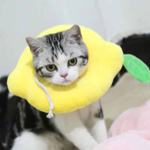 드림포펫 칼리 반려동물 넥카라 A06 L, 1개