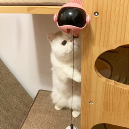 고양이 요요볼 움직이는 장난감, 핑크, 1개