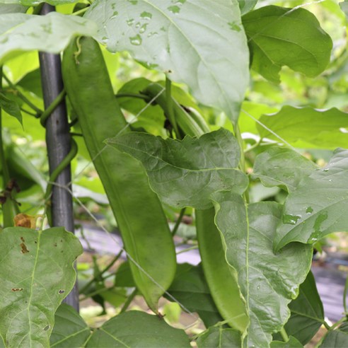 아이앤티 작두콩차, 칼칼한 목에 촉촉한 휴식을 선물하세요!