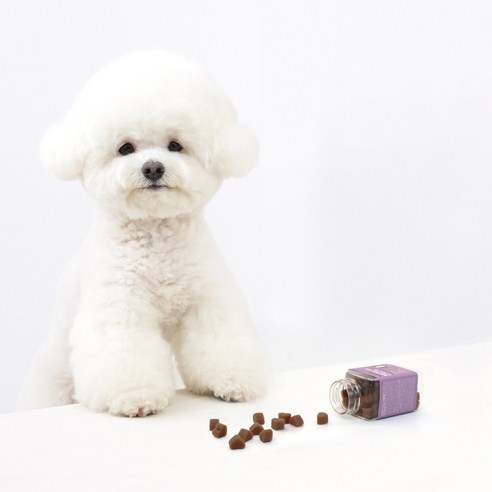 사랑하는 강아지를 위한 최고의 건강 파트너