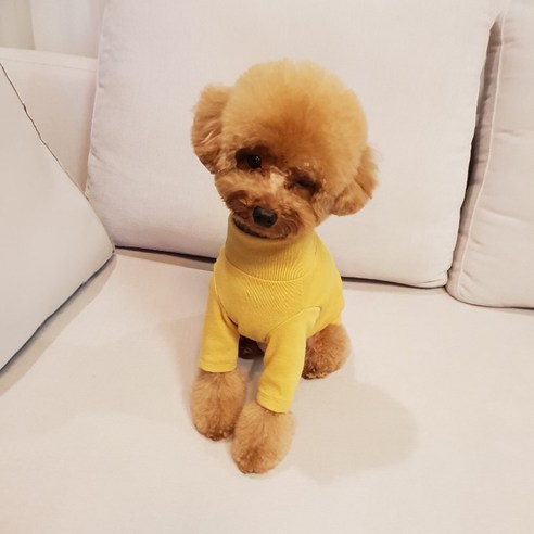 바이굄 반려동물 데일리 쫀쫀 티셔츠, 옐로우, 1개