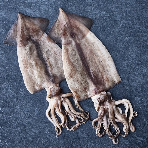 부산 13번 중매인 산지직송 해동 손질 오징어 (냉장), 240g, 1개