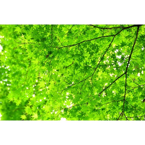 하우디 내츄럴벽지, N-1137
