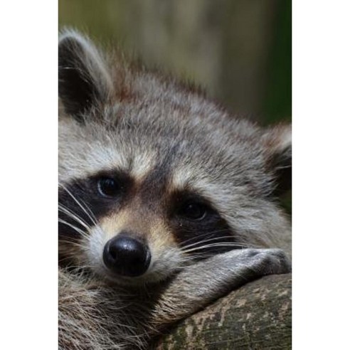 Raccoon Ready for a Nap Journal: Take Notes Write Down Memories in This ...