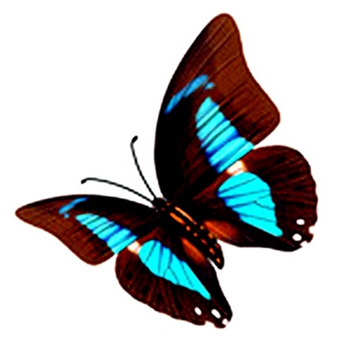 파티복닷컴 나비 웬디 타투 스티커, AC32, 1개