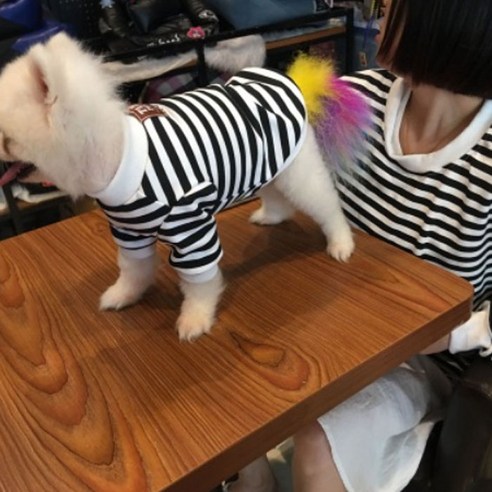 노랜드 TLB 스트라이프 스웨터 강아지 + 여성 견주 커플옷, 혼합 색상