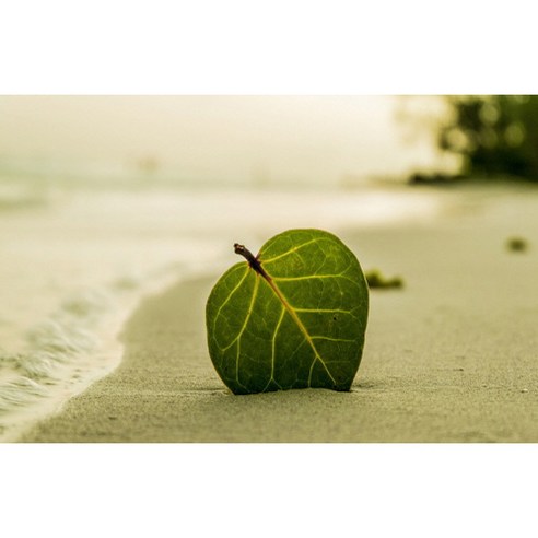 UVDS 주방아트보드 해변의 나뭇잎, 1개