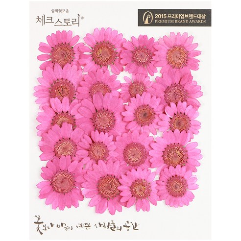 체크스토리 압화꽃송이 마가렛 B, 진핑크