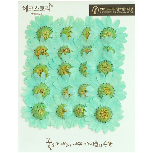 체크스토리 압화꽃송이 마가렛 B, 민트