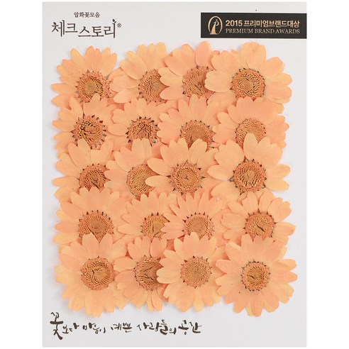 체크스토리 압화꽃송이 마가렛 B, 형광오렌지