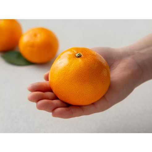 만감류의 보고, 고당도 천혜향