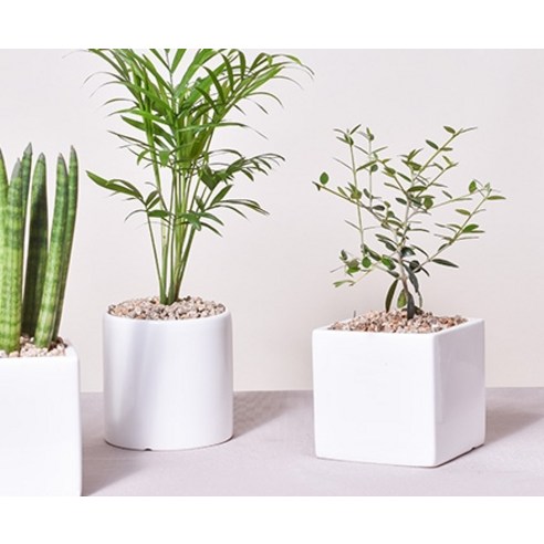 세련된 디자인과 편리함으로 식물 생활을 업그레이드해 줄 반무광 도자기 화분