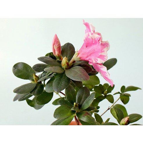 가정에 봄을 가져오는, 아름답고 오랫동안 개화하는 철쭉 화분