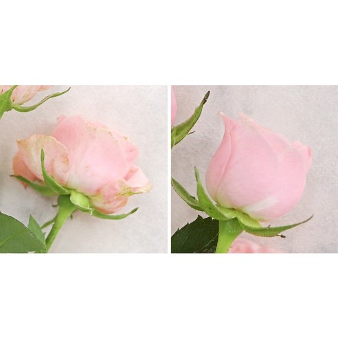 사랑을 담아 선물하세요