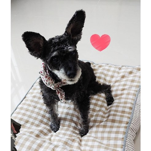로마팸 강아지 고양이 겸용 체크 쿠션 매트 침대