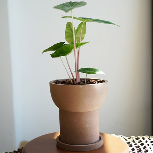 園藝 園藝 用品 園藝 花盆 園藝 花盆 花盆 花盆