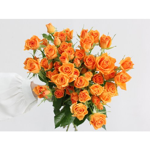 로즈피아 생화 오렌지 장미: 화사한 감성을 선사하는 감동적인 선물