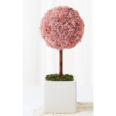 園藝 園藝 用品 園藝 苔蘚 植物 苔蘚 用於園藝