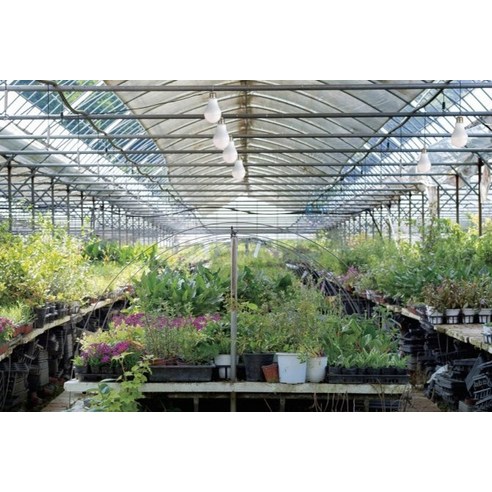 HiPPO LED 식물생장식물등 식물용 성장 생장 재배 전구 램프 12W AGF12BWSC, 1개, 주백색